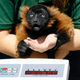 A keeper attempts to weigh Cid, a red-ruffed lemur in 2014. (AP/Kirsty Wigglesworth)
